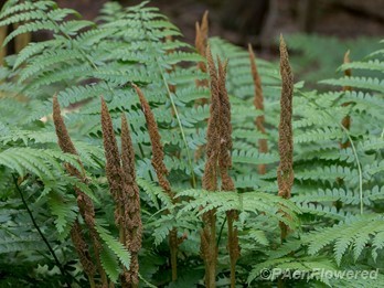 Sporangia and fronds